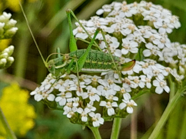 Leptophyes albovittata - közönséges virágszöcske