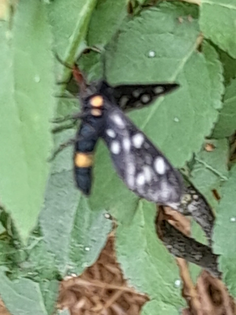 Amata phegea - fehérpettyes álcsüngőlepke