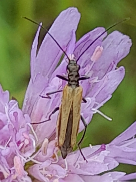 Oedemera femorata - sárgahátú álcincér