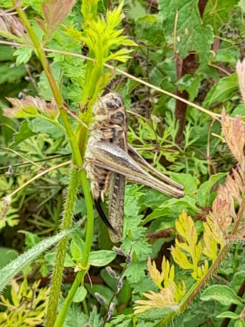 Platycleis affinis - púposhasú rétiszöcske