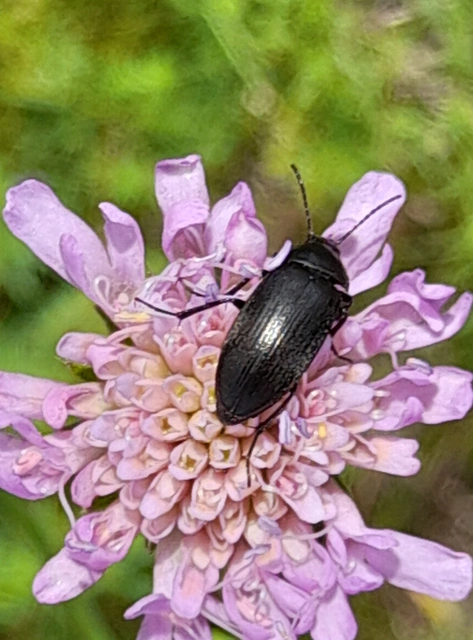 Podonta nigrita - szerecsenbogár