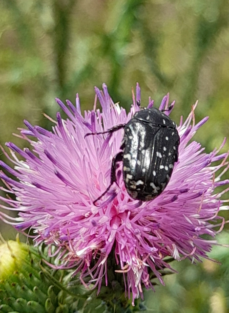 Oxythyrea funesta - sokpettyes virágbogár