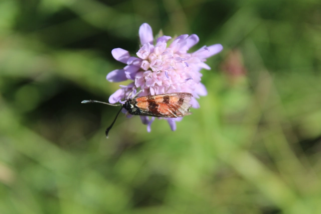 Zygaena carniolica - fehérgyűrűs csüngőlepke