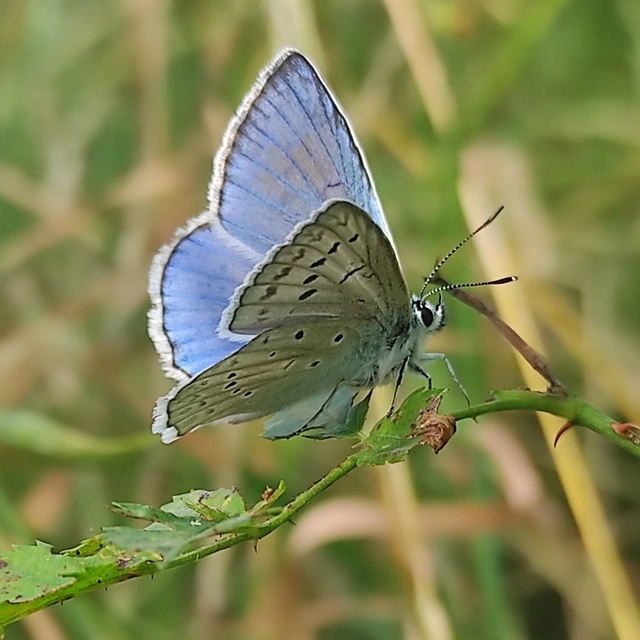 Polyommatus daphnis - csipkés boglárka