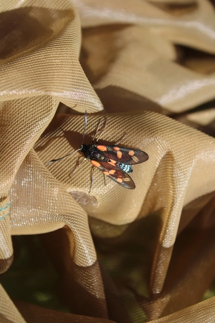 Zygaena filipendulae - acélszínű csüngőlepke