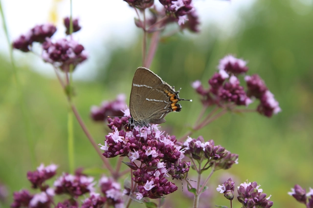 Satyrium w-album - szilfa-csücsköslepke