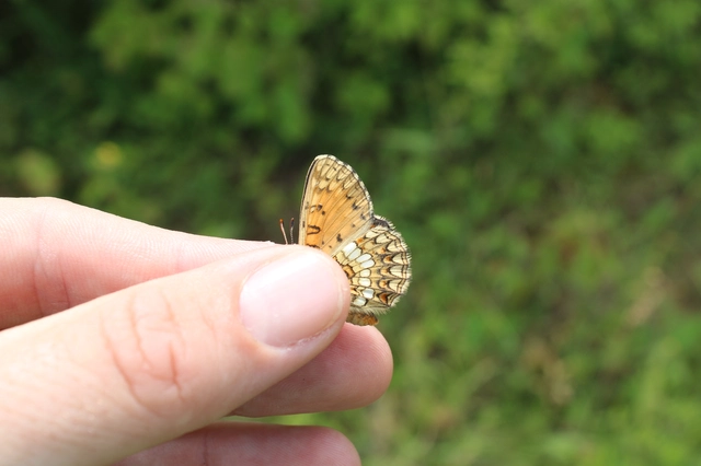 Melitaea athalia/aurelia/britomartis