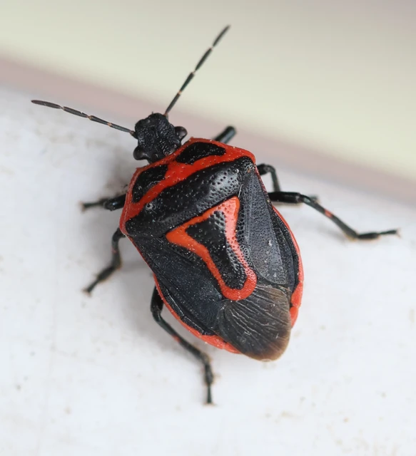 Perillus bioculatus