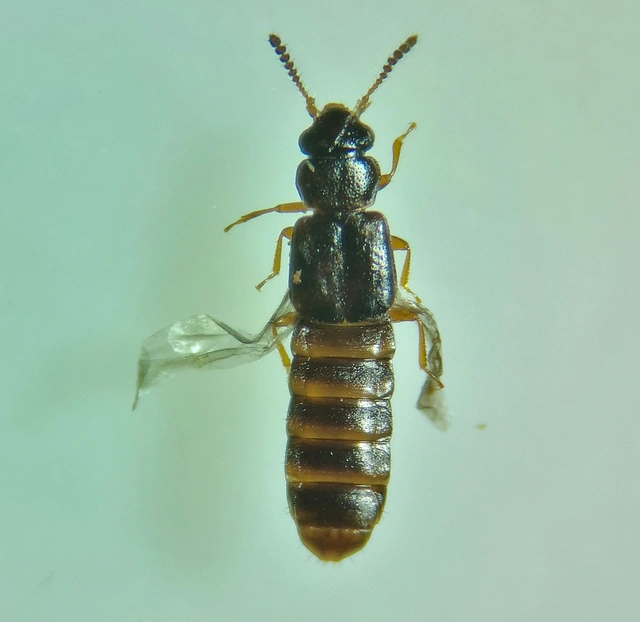 Phloeostiba lapponica
