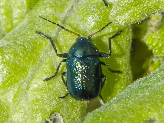 Cryptocephalus schaefferi - lapátlábú zömökbogár
