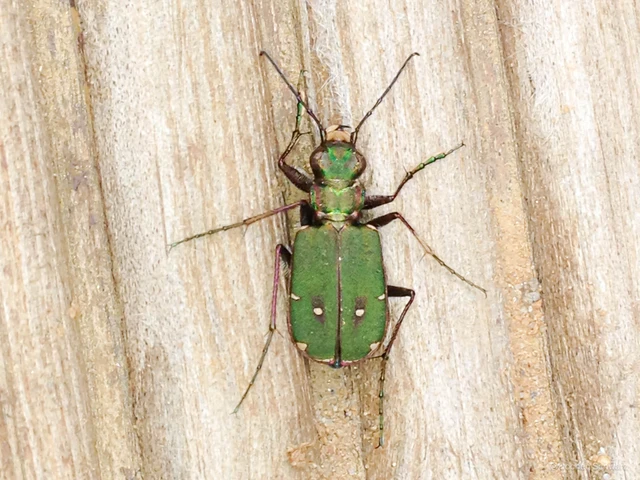 Cicindela campestris - mezei homokfutrinka