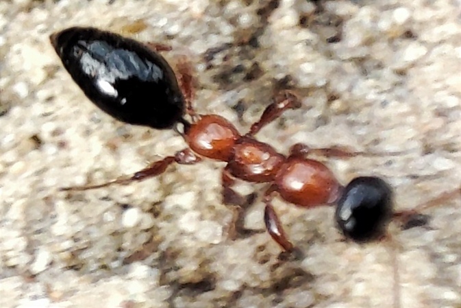 Methocha articulata - cicindélapusztító-darázs
