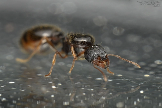 Tetramorium
