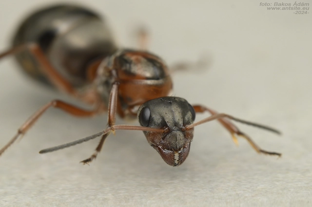 Formica rufibarbis - vörös rabszolgahangya