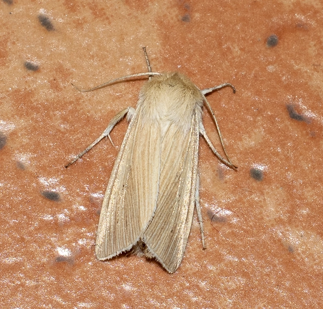 Mythimna pallens - sápadt rétibagoly