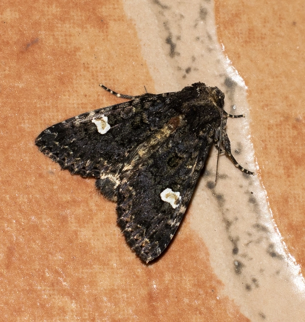 Melanchra persicariae - fehérfoltos kertibagoly