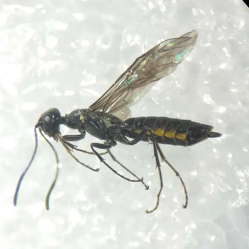 Trachelus tabidus