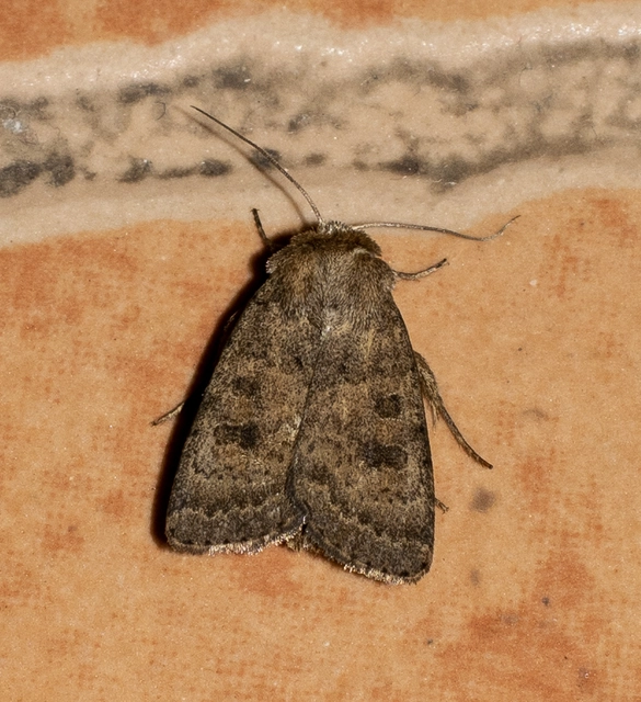 Hoplodrina octogenaria - barna selymesbagoly