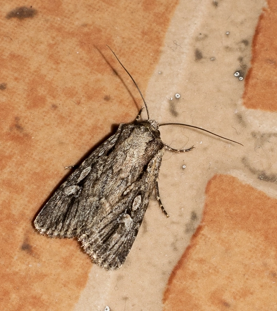 Dichagyris signifera - pompás földibagoly