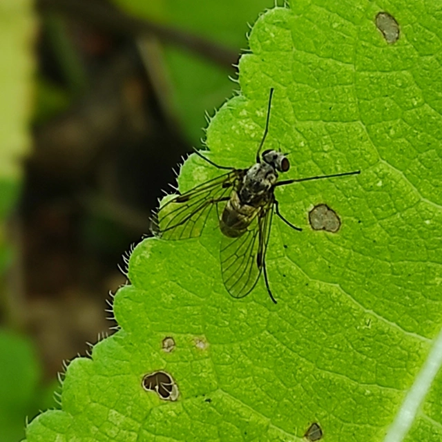 Chrysopilus