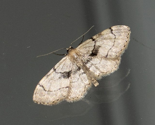 Idaea laevigata - sötétfoltos apróaraszoló