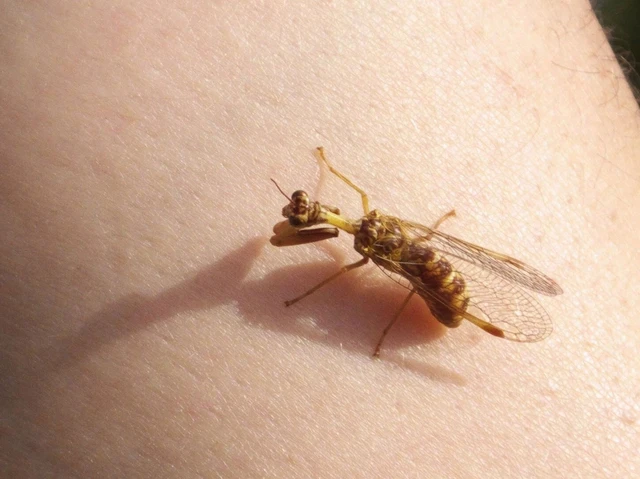 Mantispa styriaca - kétszínű fogólábú-fátyolka