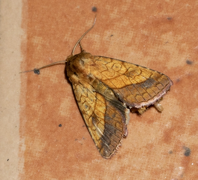 Pyrrhia umbra - iglicebagoly