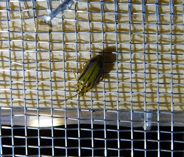 Xanthogalerucella luteola - szilfa-olajosbogár