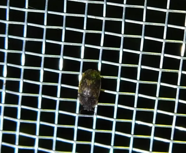 Soronia grisea - pettyegetett fénybogár Soronia grisea - pettyegetett fénybogár