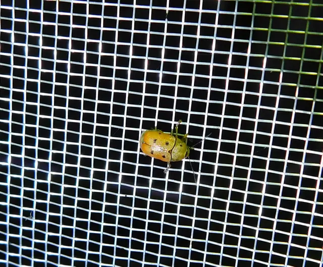 Cryptocephalus octomaculatus - nyolcfoltos zömökbogár