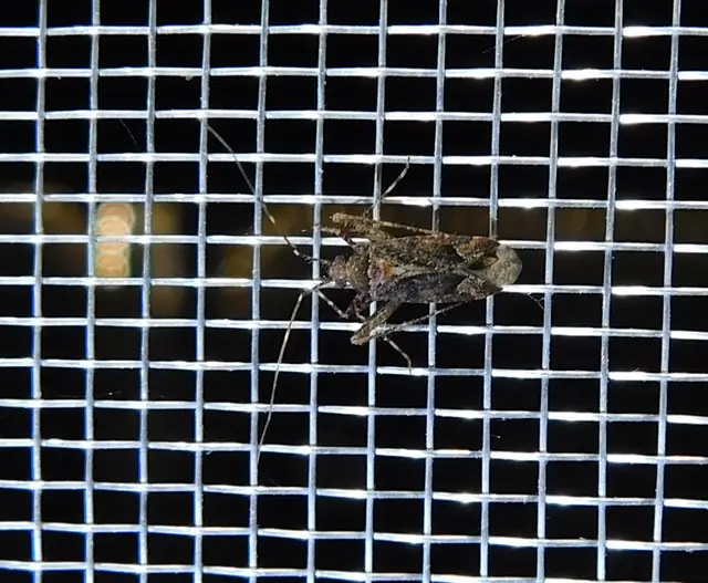 Phytocoris
