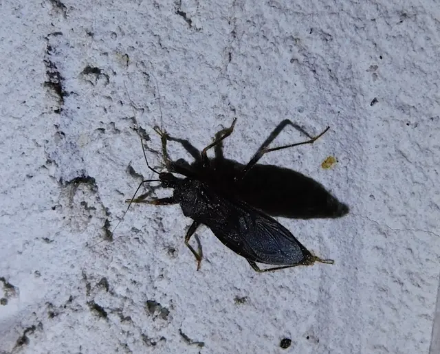 Reduvius personatus - szemetes zugpoloska