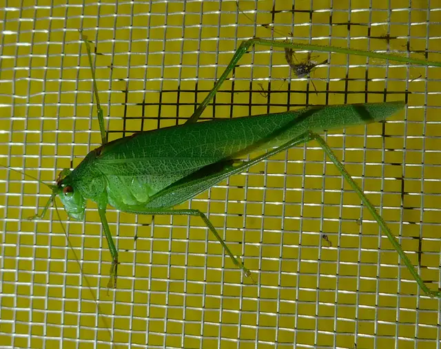 Phaneroptera nana - pontozott repülőszöcske