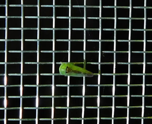 Viridicerus ustulatus