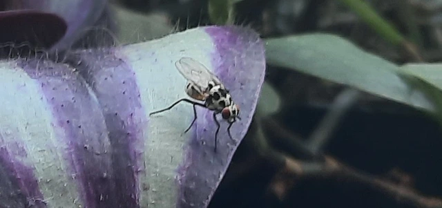 Anthomyiidae - viráglegyek