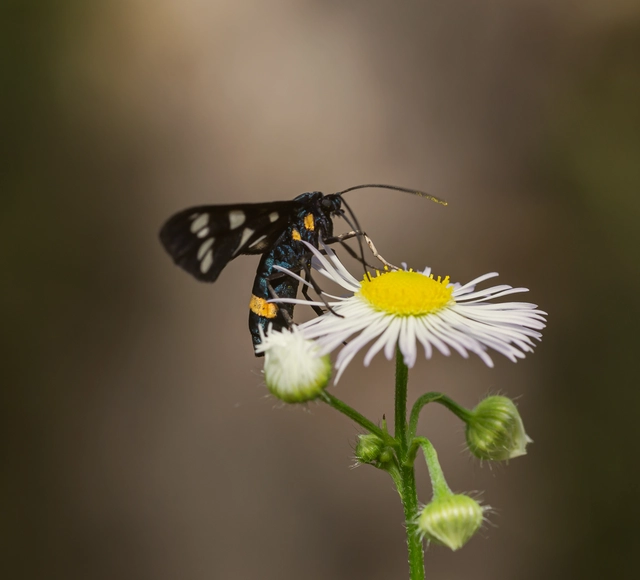 Amata phegea - fehérpettyes álcsüngőlepke