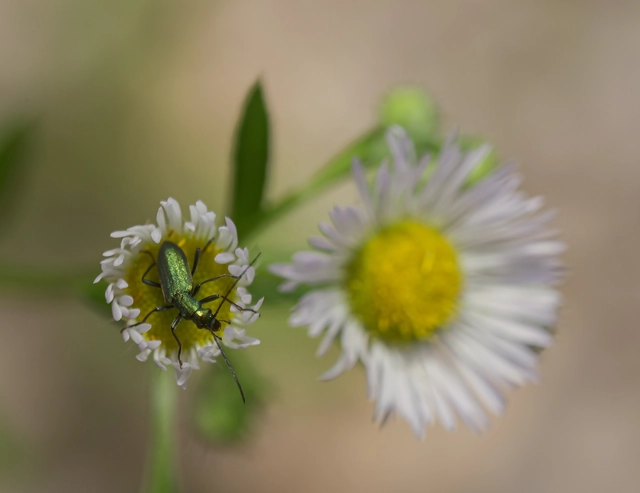 Chrysanthia viridissima - aranyos álcincér