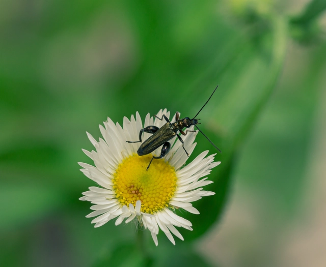 Oedemera flavipes - sárgalábú álcincér Oedemera flavipes - sárgalábú álcincér