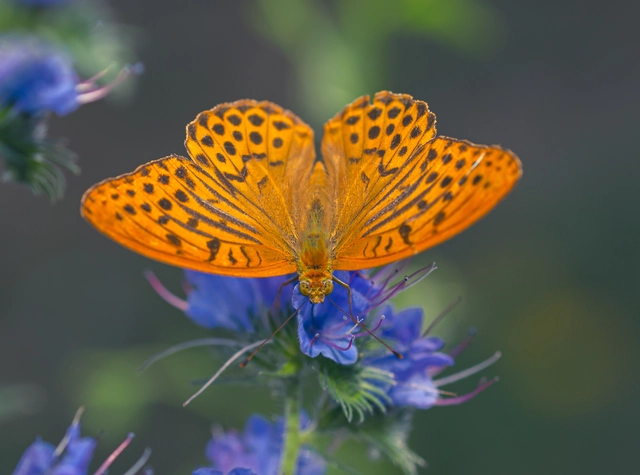Argynnis paphia - nagy gyöngyházlepke