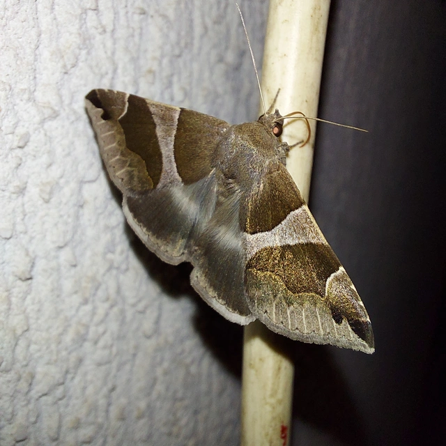 Dysgonia algira - déli porcelánbagoly