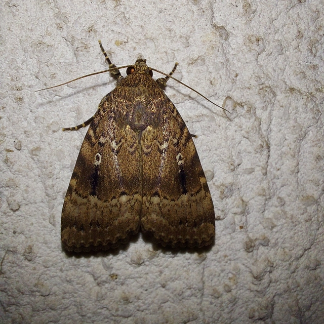Amphipyra pyramidea - fahéjszínű bagoly