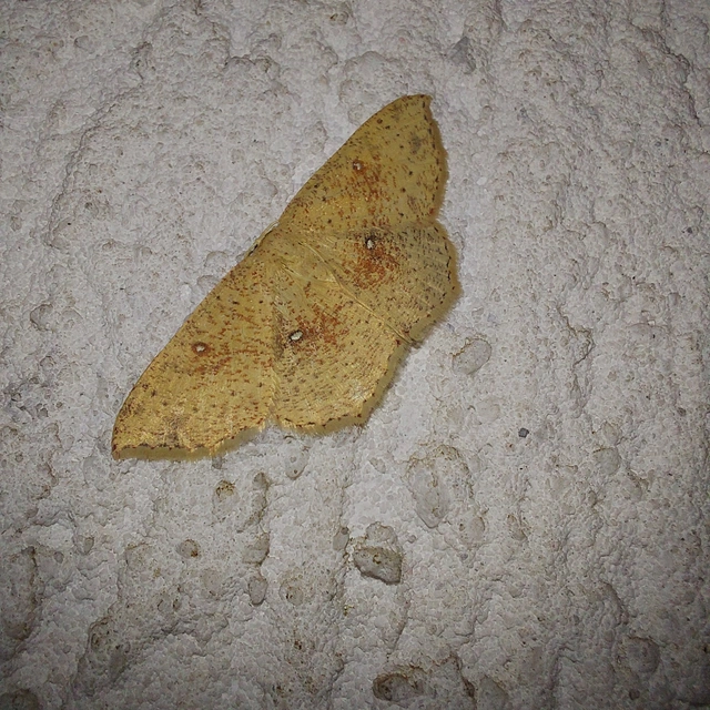 Cyclophora porata - körös pettyesaraszoló