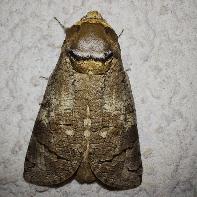 Cossus cossus - fűzfarontólepke