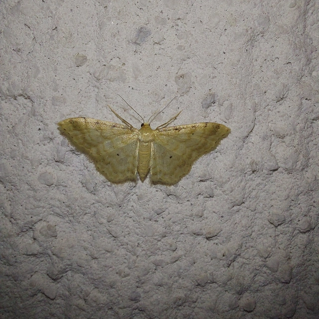 Idaea fuscovenosa - szürkeszélű apróaraszoló