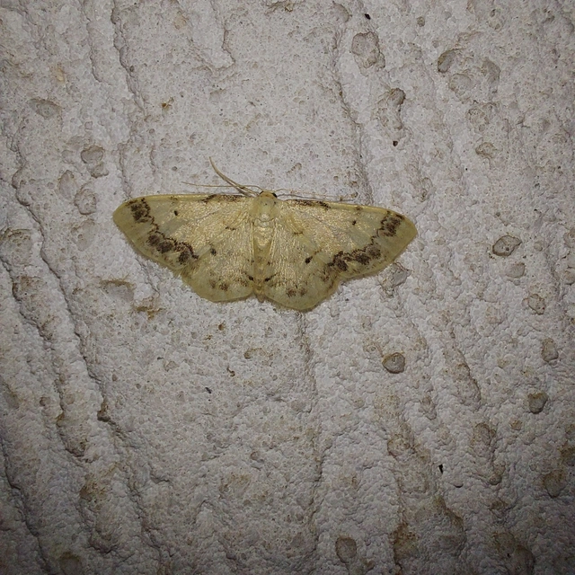 Idaea trigeminata - csúcsfoltos apróaraszoló