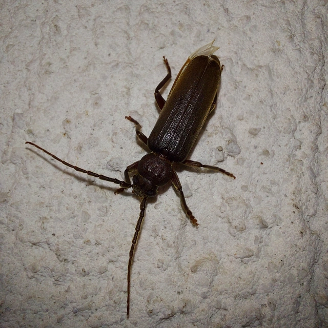 Arhopalus rusticus - gödrösnyakú cincér