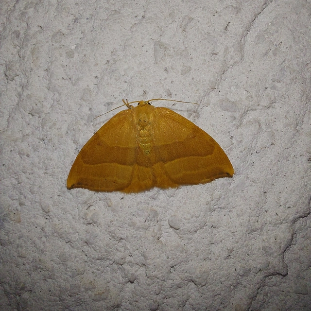 Watsonalla cultraria - bükkfa-sarlósszövő