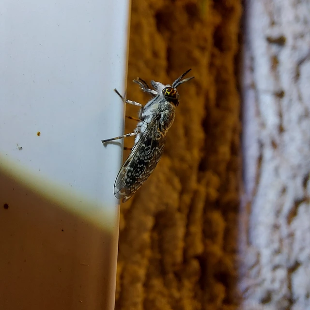 Haematopota