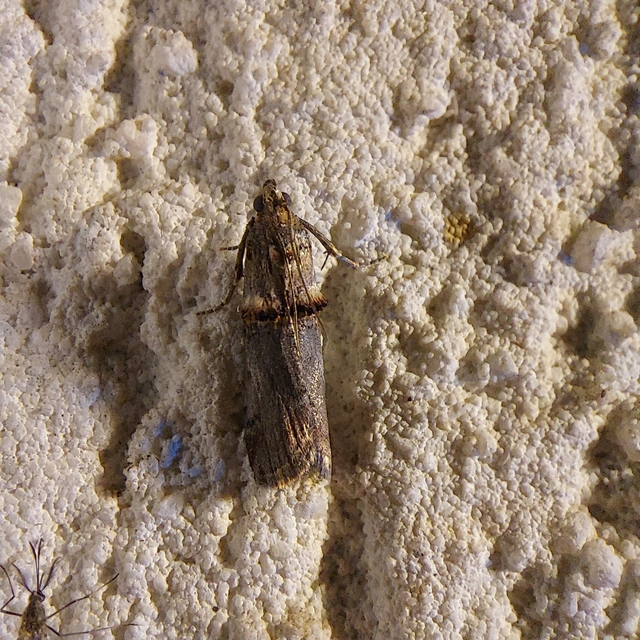 Trachonitis cristella - bokorrágó karcsúmoly