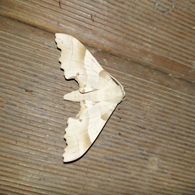 Marumba quercus - tölgyfaszender